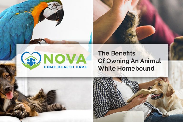 The Benefits of Owning an Animal While Homebound