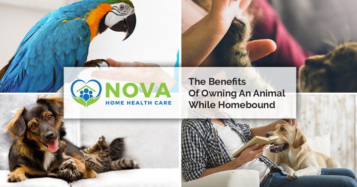 The Benefits of Owning an Animal While Homebound
